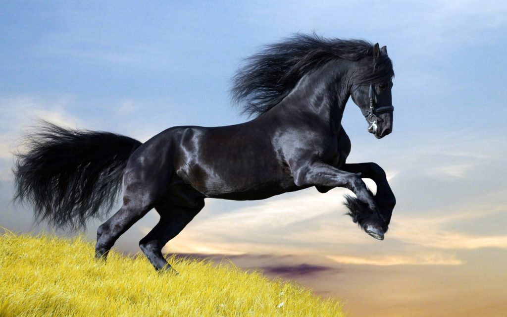 صور أجمل خيول رائعة